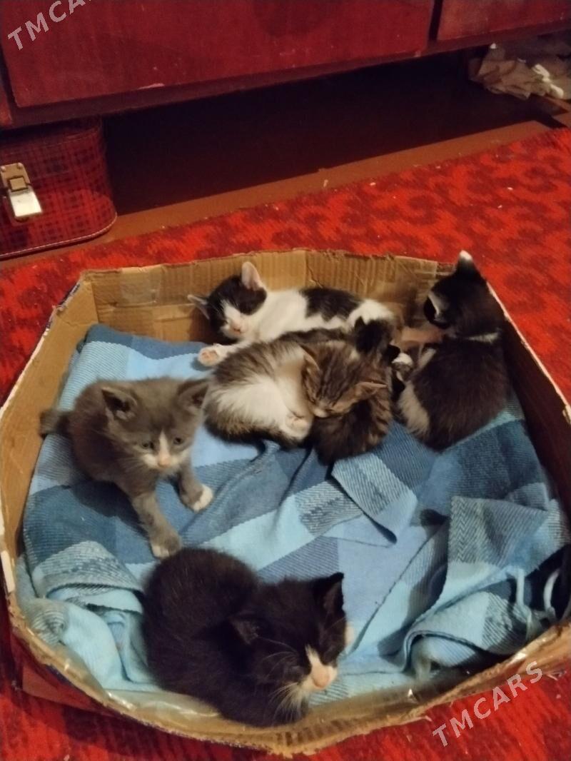 Котята . - Aşgabat - img 1