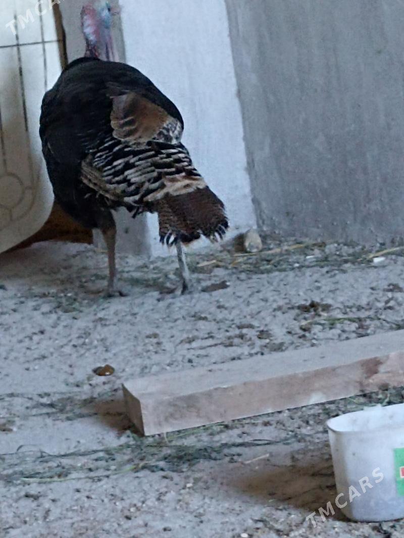 unduk - Çärjew - img 1