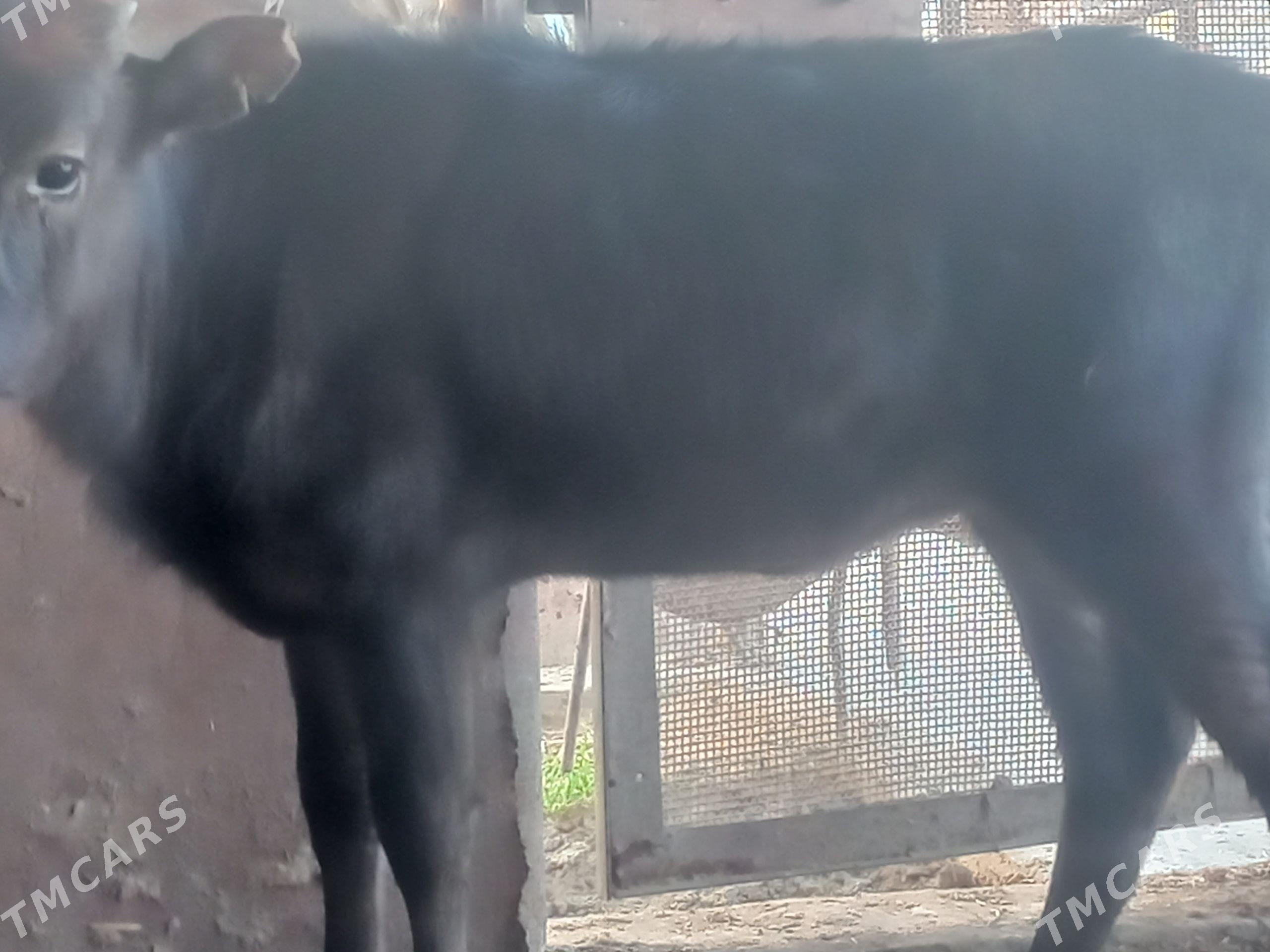 gacar - Гумдаг - img 1