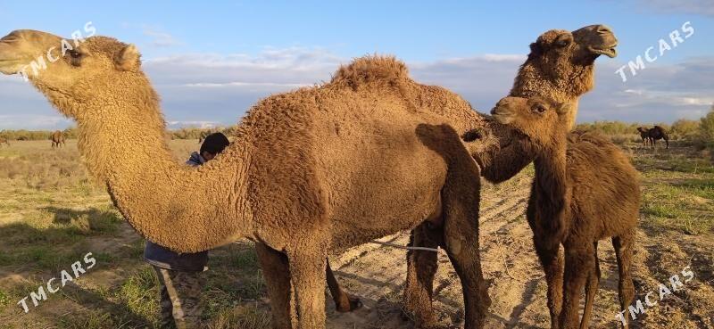 Torumly düýe - Mary - img 1