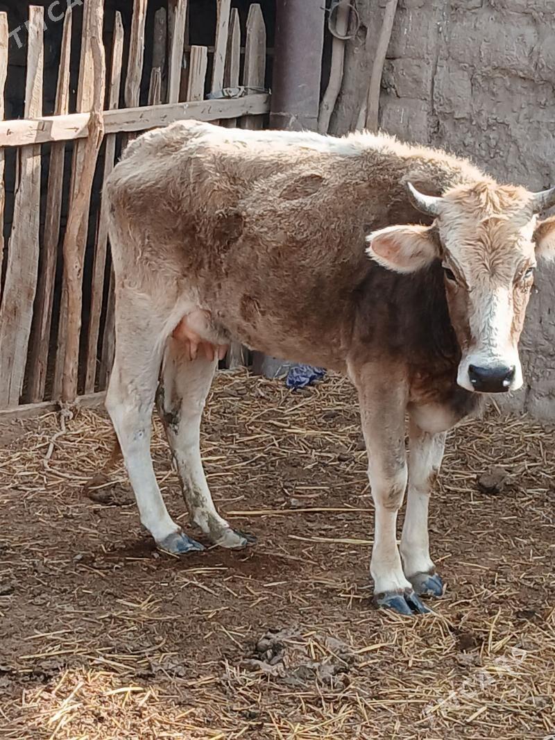 goleli sygyr - Балканабат - img 1