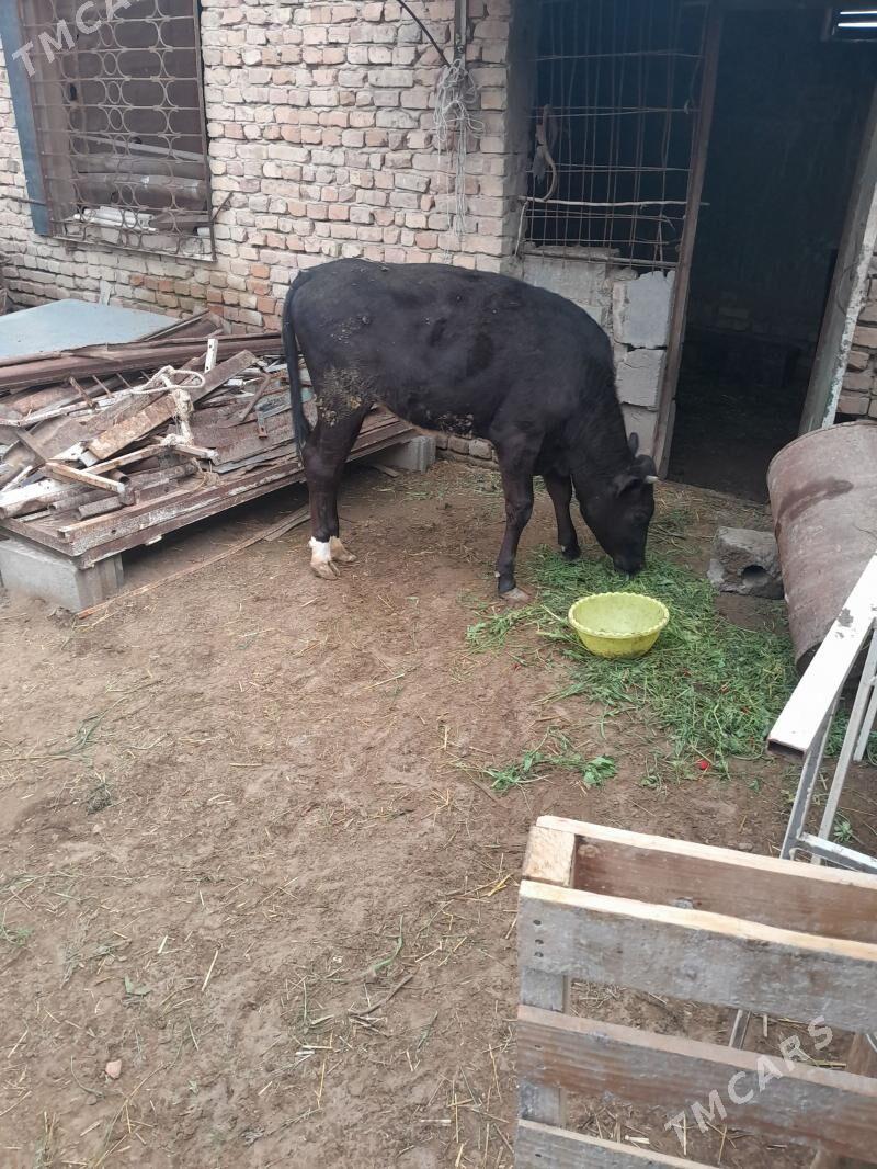 Tüwe - Гёкдепе - img 1