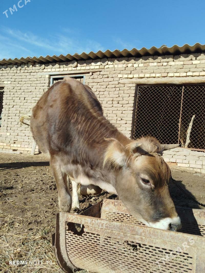 sygyr - Мары - img 1