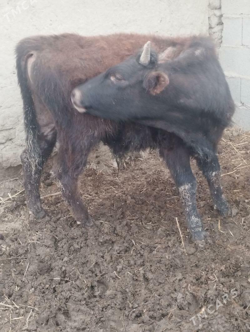 tohum öküz - Бахарден - img 1