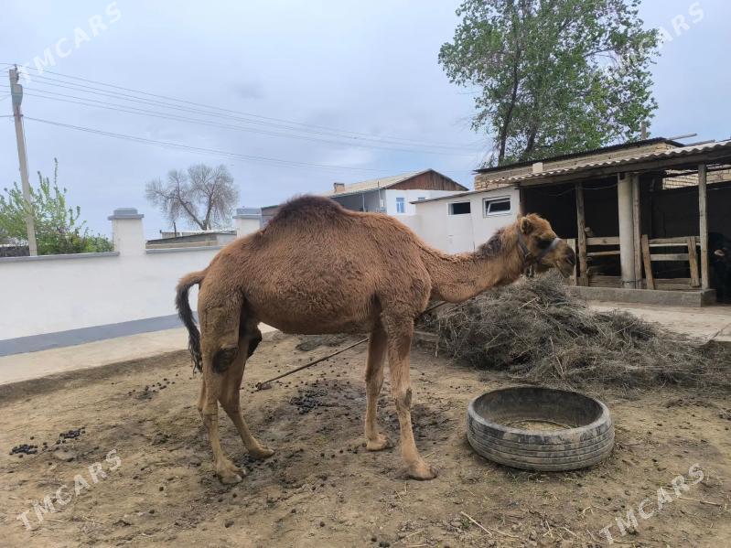 Duye - Ýaşlyk - img 1