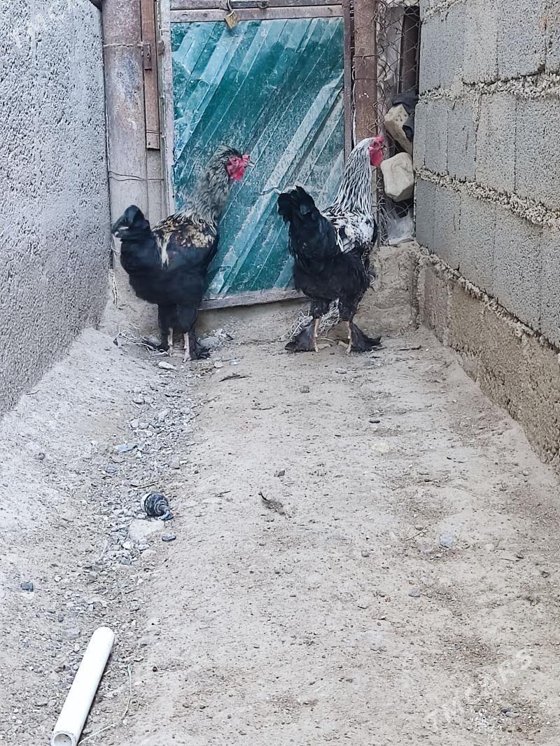 horoz - Туркменбаши - img 1