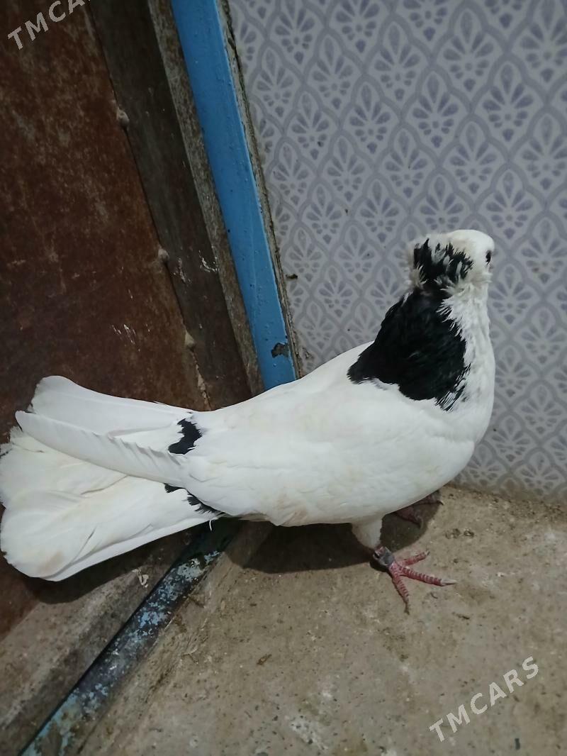 kepderi - Gyzylarbat - img 1