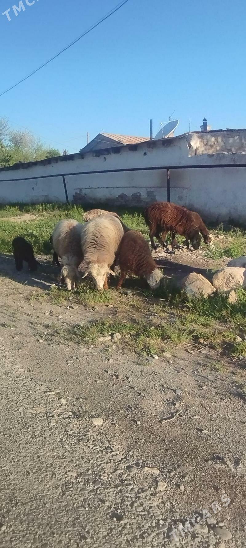 guzuly gotun - Гызыларбат - img 1