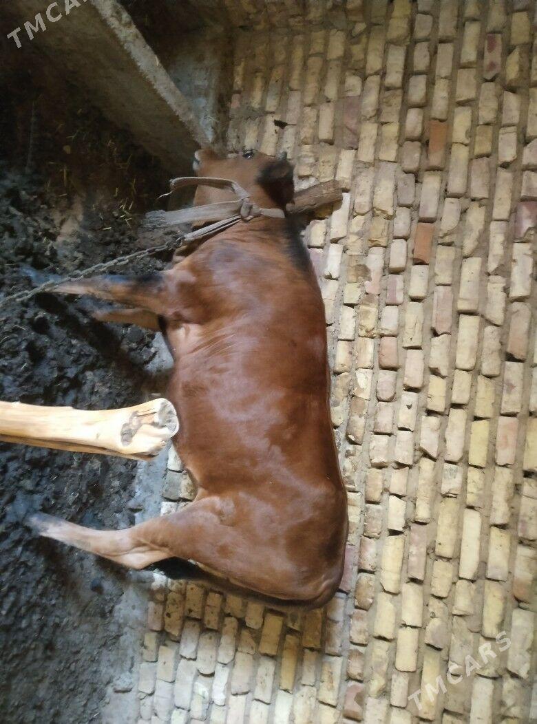 tüwe - Бабадайхан - img 1