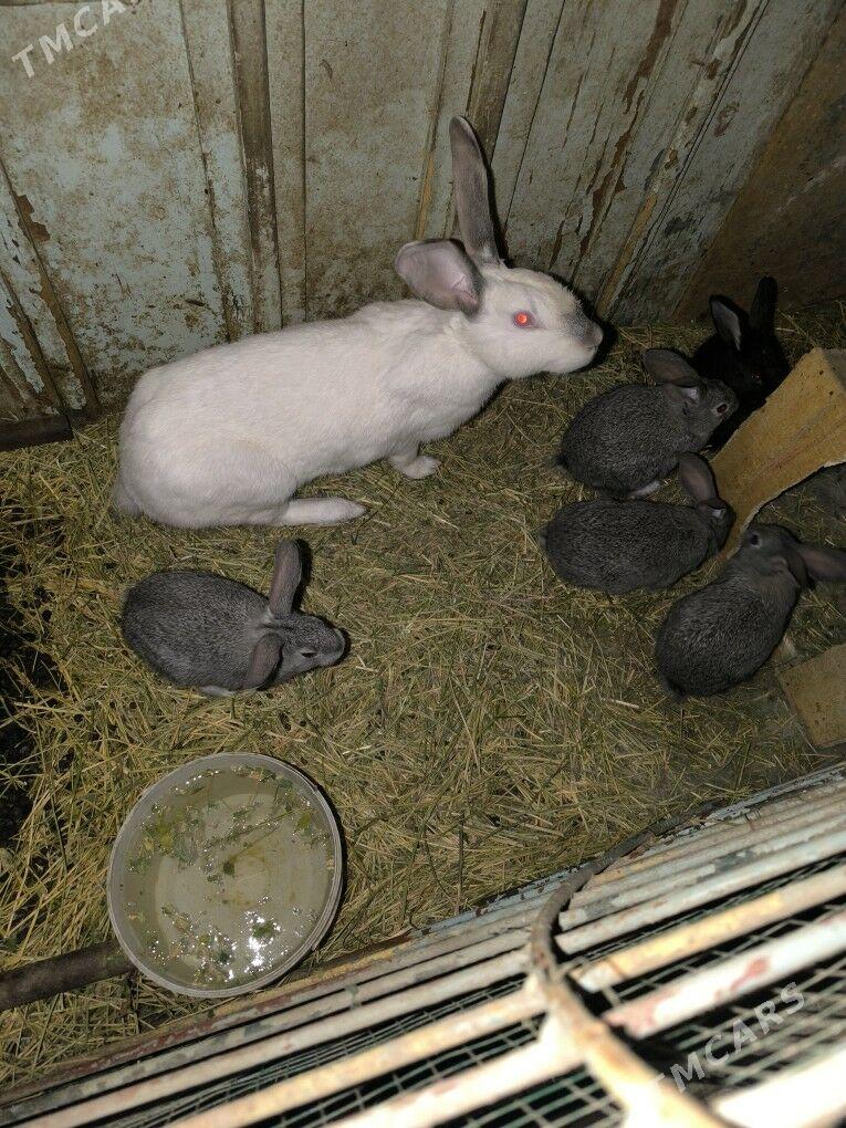 towsan - Туркменабат - img 1