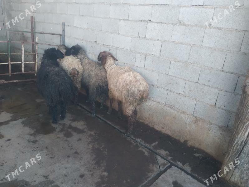 Goýun - Bäherden - img 1