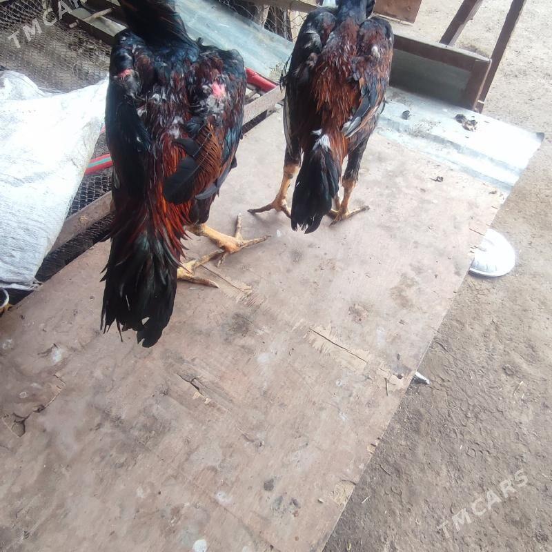 bayes admen bar - Фарап - img 1