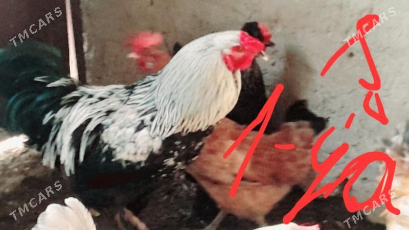 towuk - Bäherden - img 1