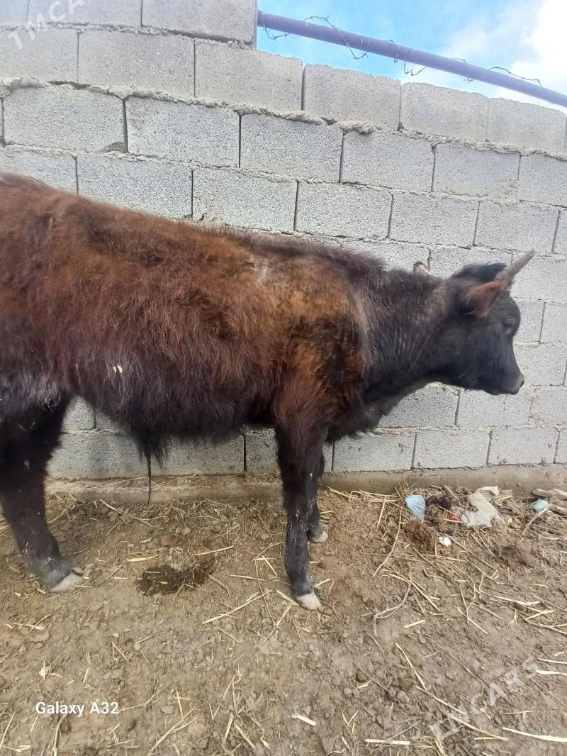 tohum öküz - Бахарден - img 1