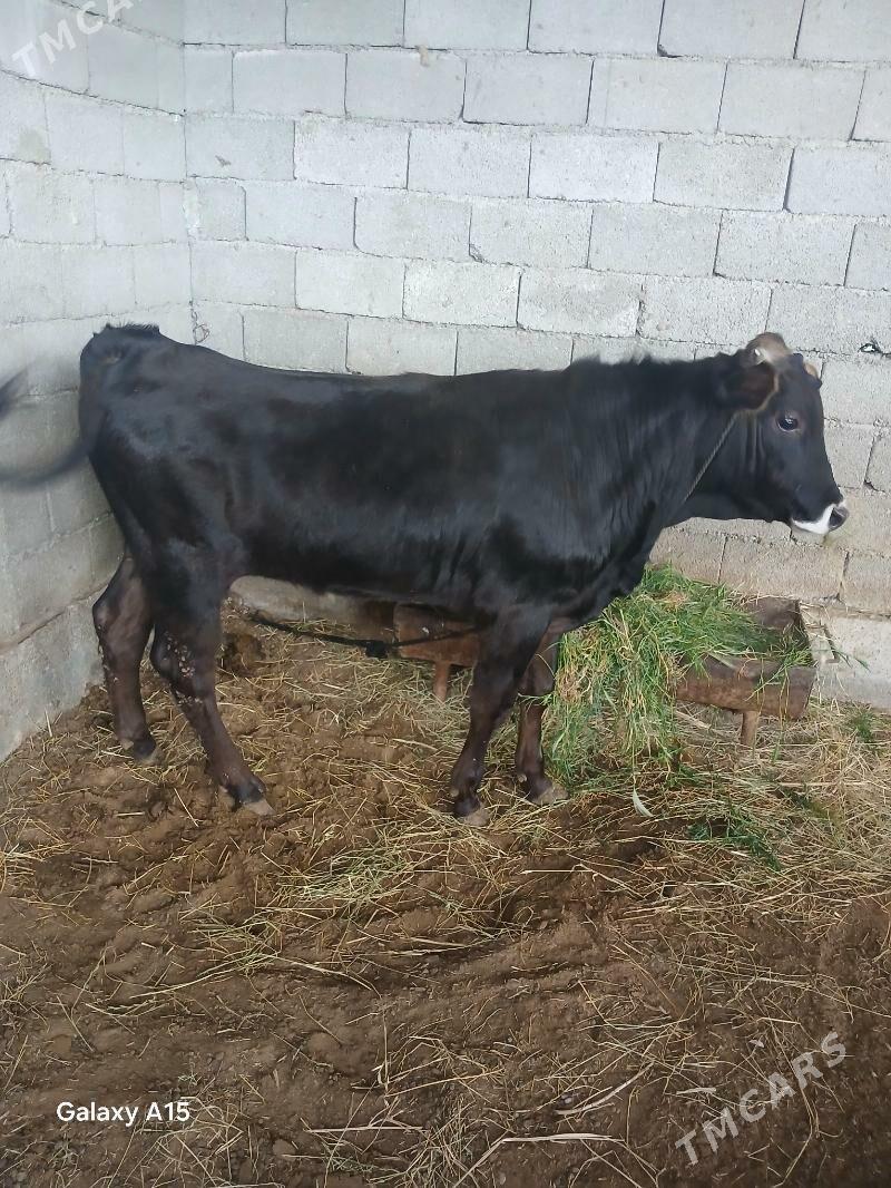 okuz - Gökdepe - img 1