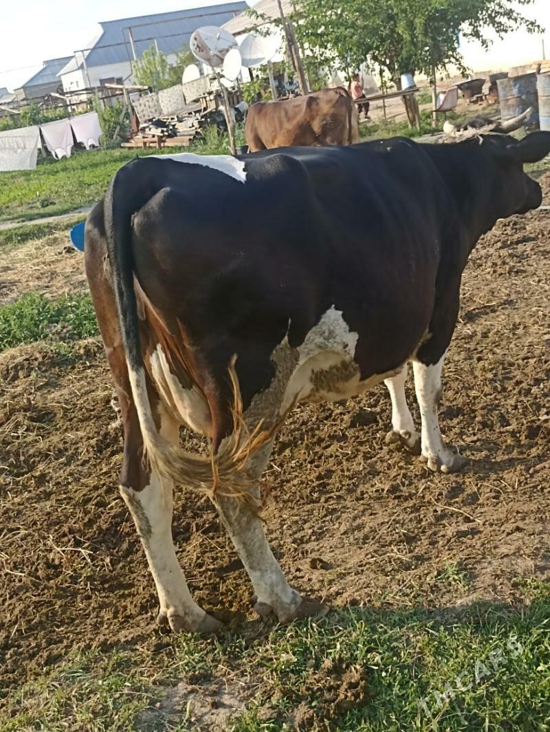 ala sygyr - Gökdepe - img 1