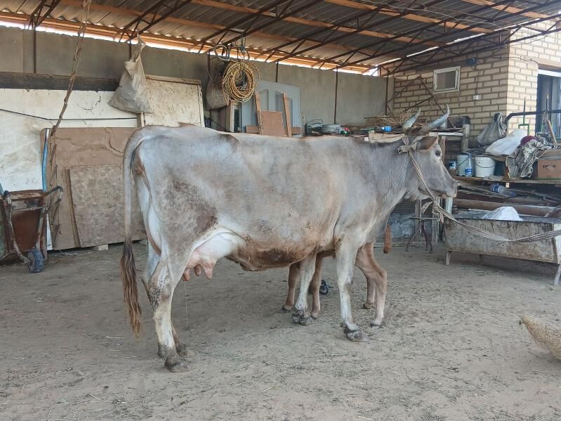 goleli - Векильбазар - img 1