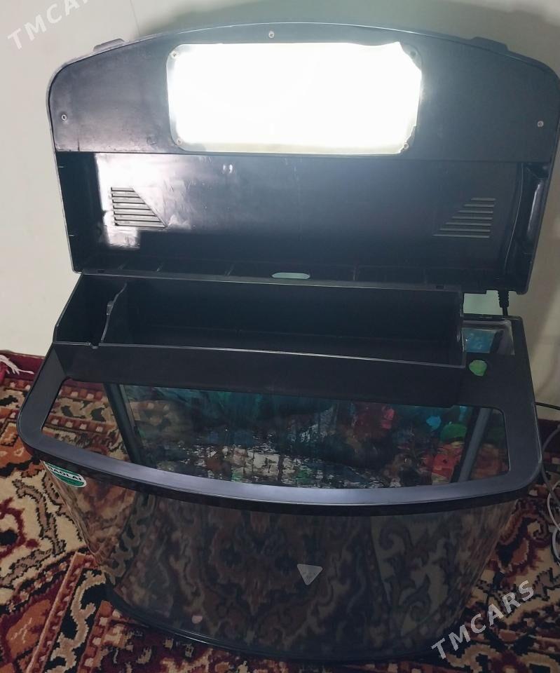 Akwarium zawadyskoy - Dänew - img 1