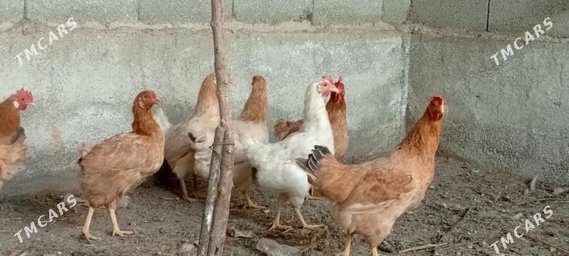 towuk - Gökdepe - img 1