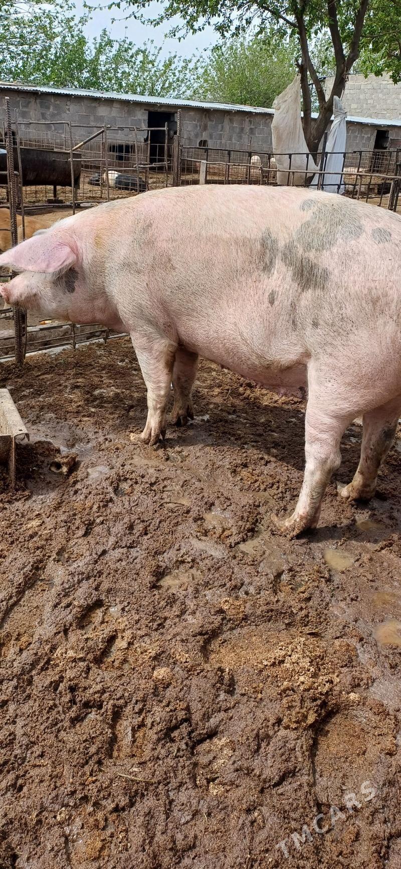 donuz - Halaç - img 1