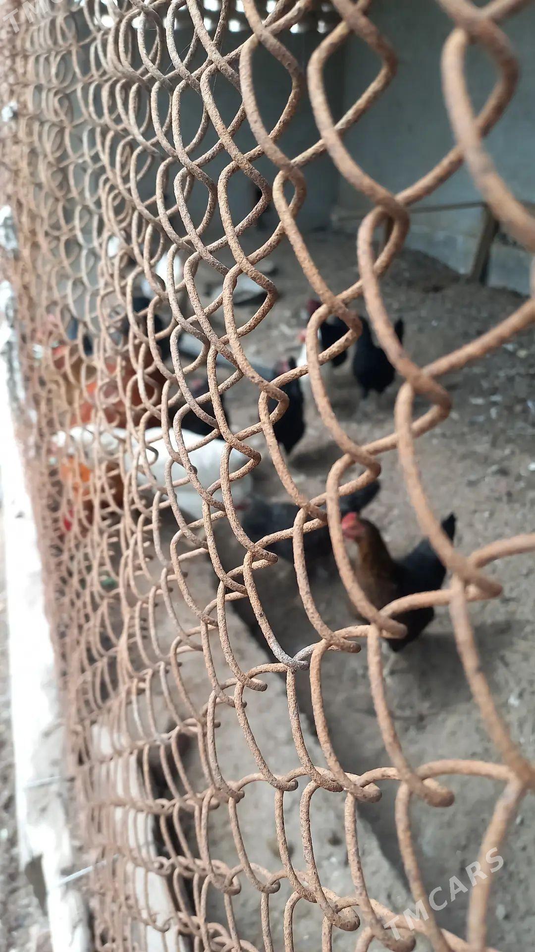 Mesny tovuk horaz - Çärjew - img 1