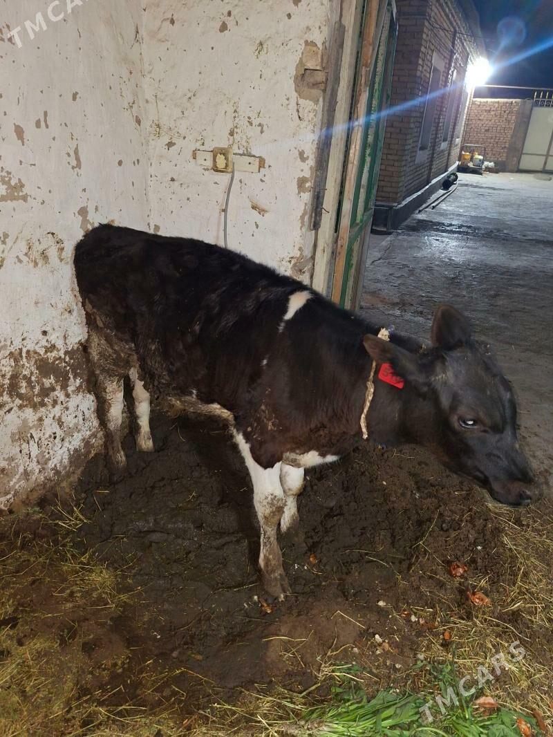 okuzce - Hitrowka - img 1