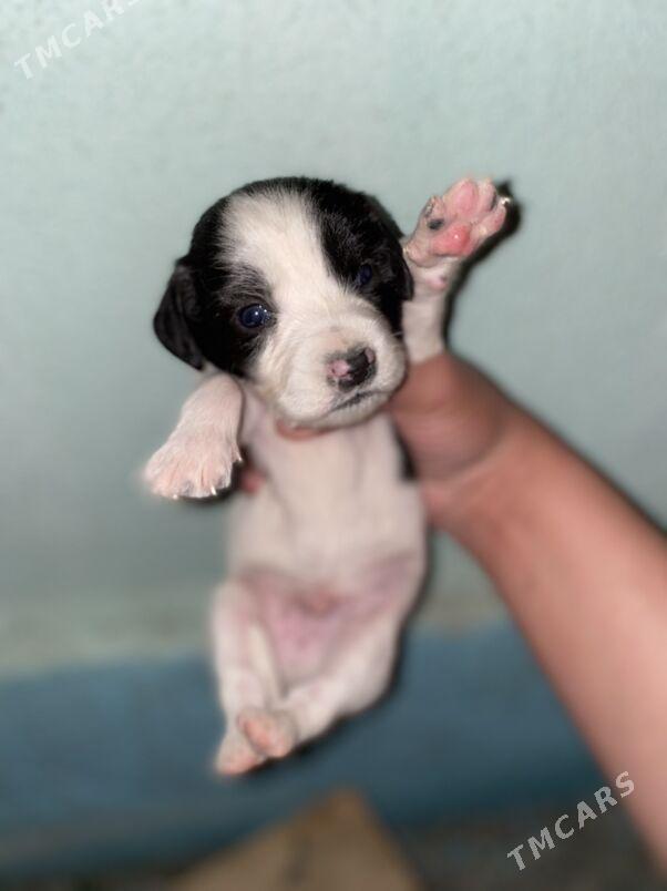 Gujuk сабака - Бахарден - img 1