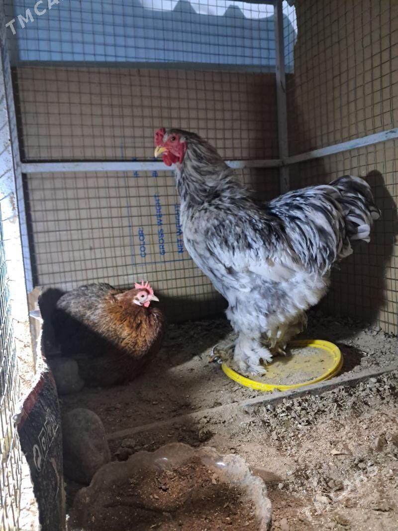 Brama - Aşgabat - img 1