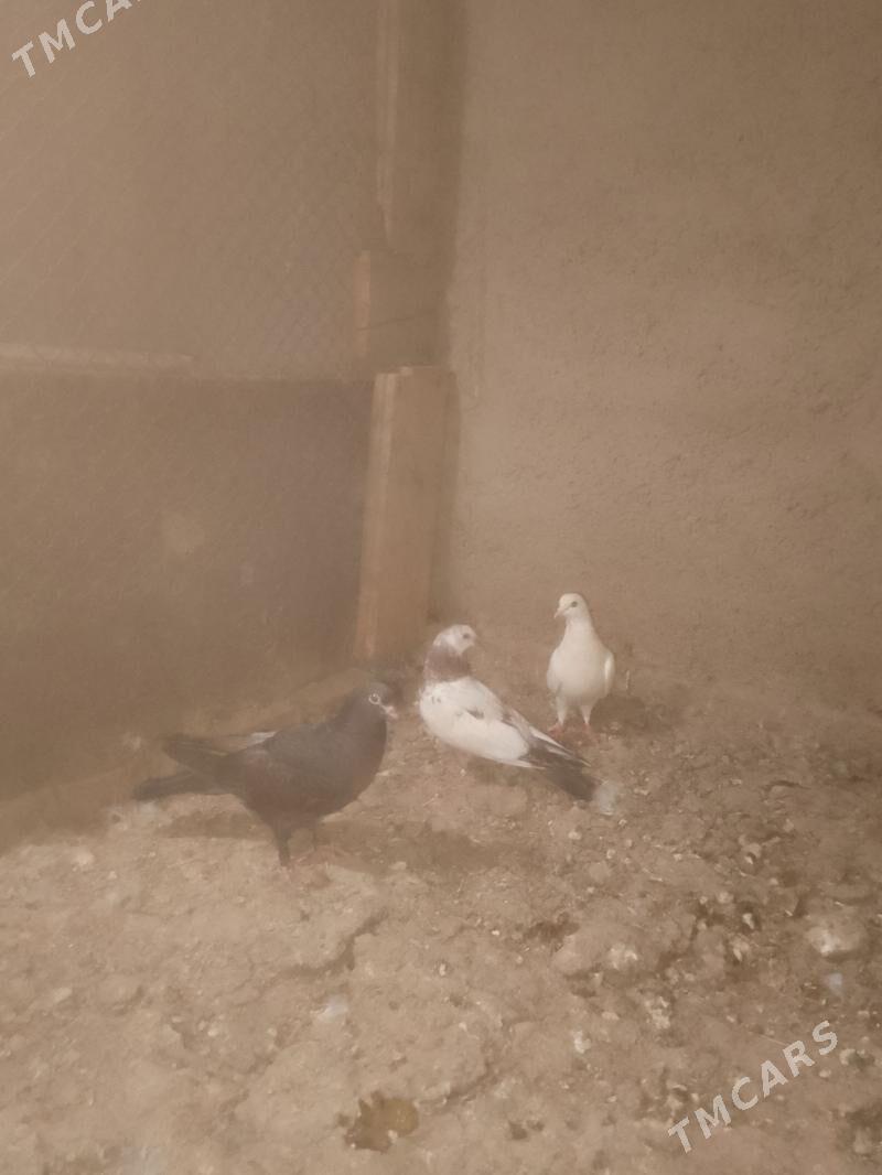 satlyk kepderi - Анев - img 1