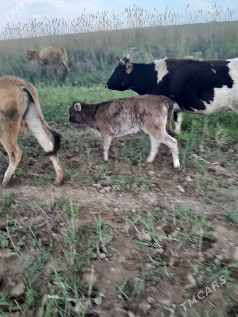 goleli sygyr - Bäherden - img 1