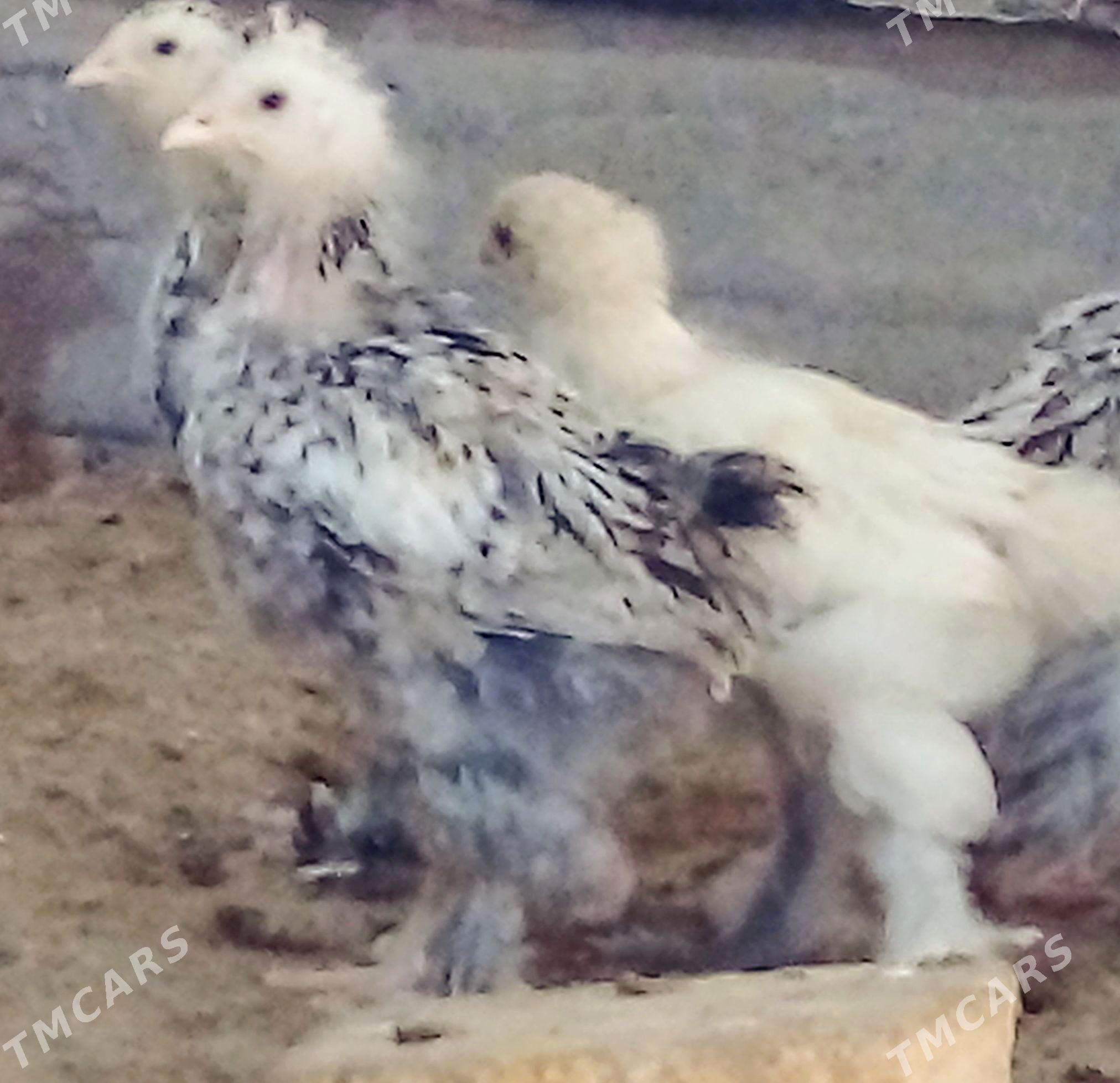 PARODA TOWUK JÙÝJELER - Murgap - img 1