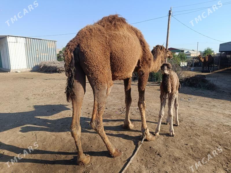 suytli kosekli duye - Sakarçäge - img 1