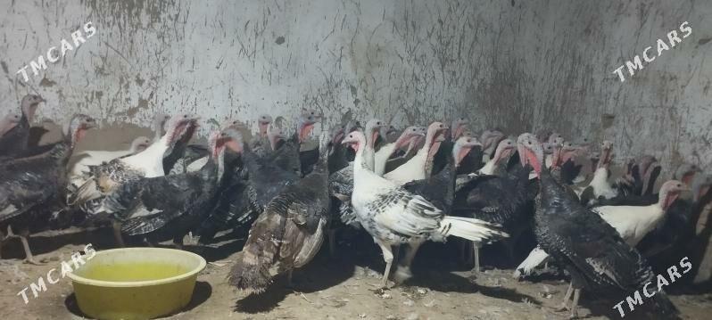 induk - Mary - img 1