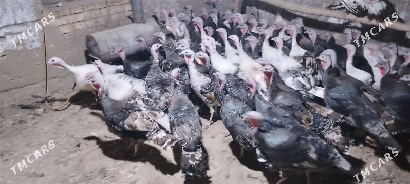 induk - Мары - img 1