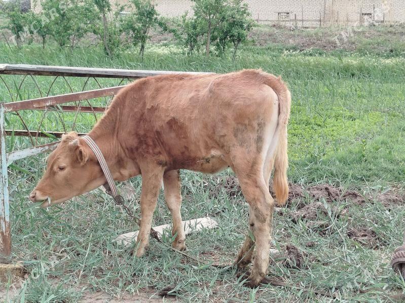 Gulajyn - Мары - img 1