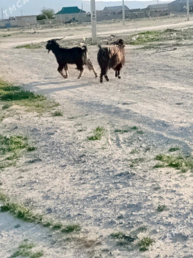 goç - Gyzylarbat - img 1