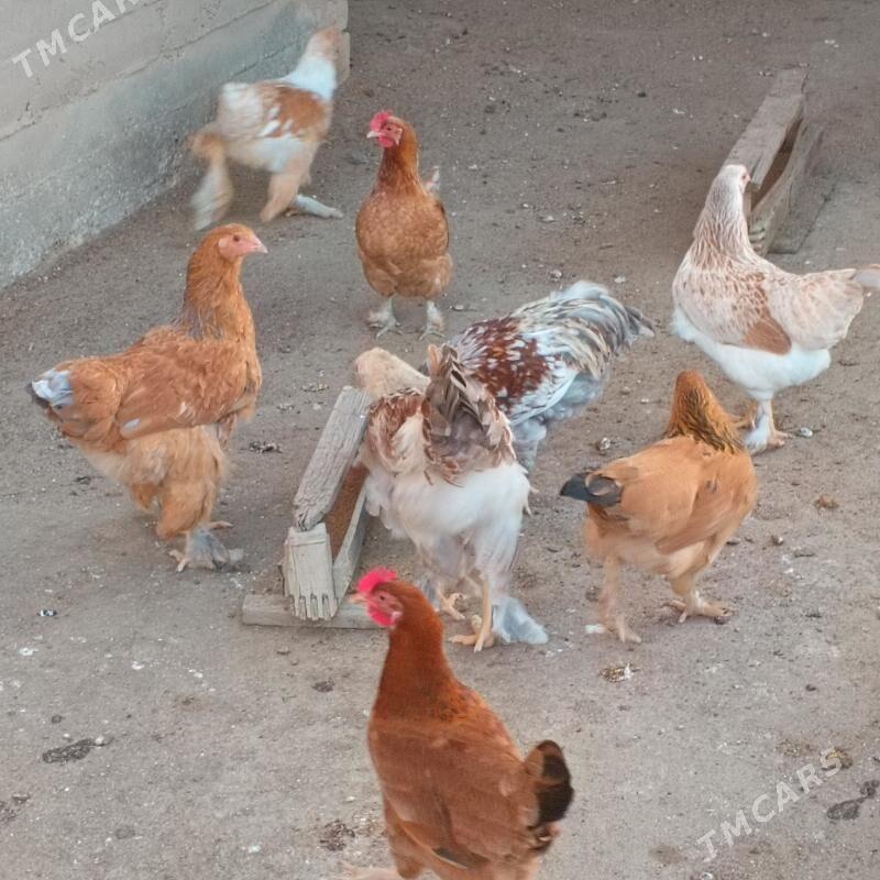 Towuk - Гумдаг - img 1