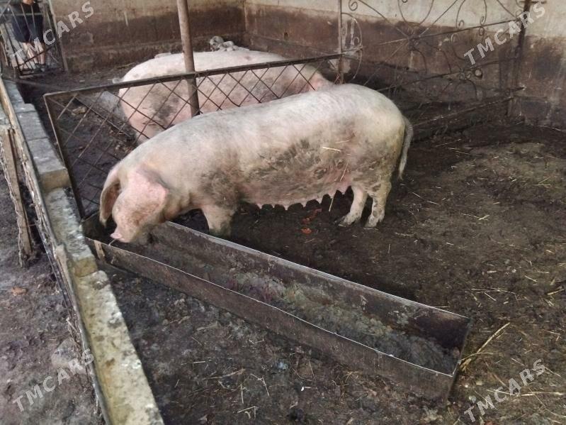 matka - Türkmenabat - img 1