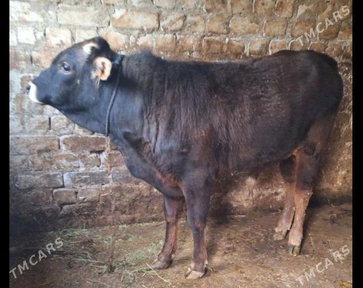 ARGINAL ŞWES ÖKÜZ - Бузмеин - img 1