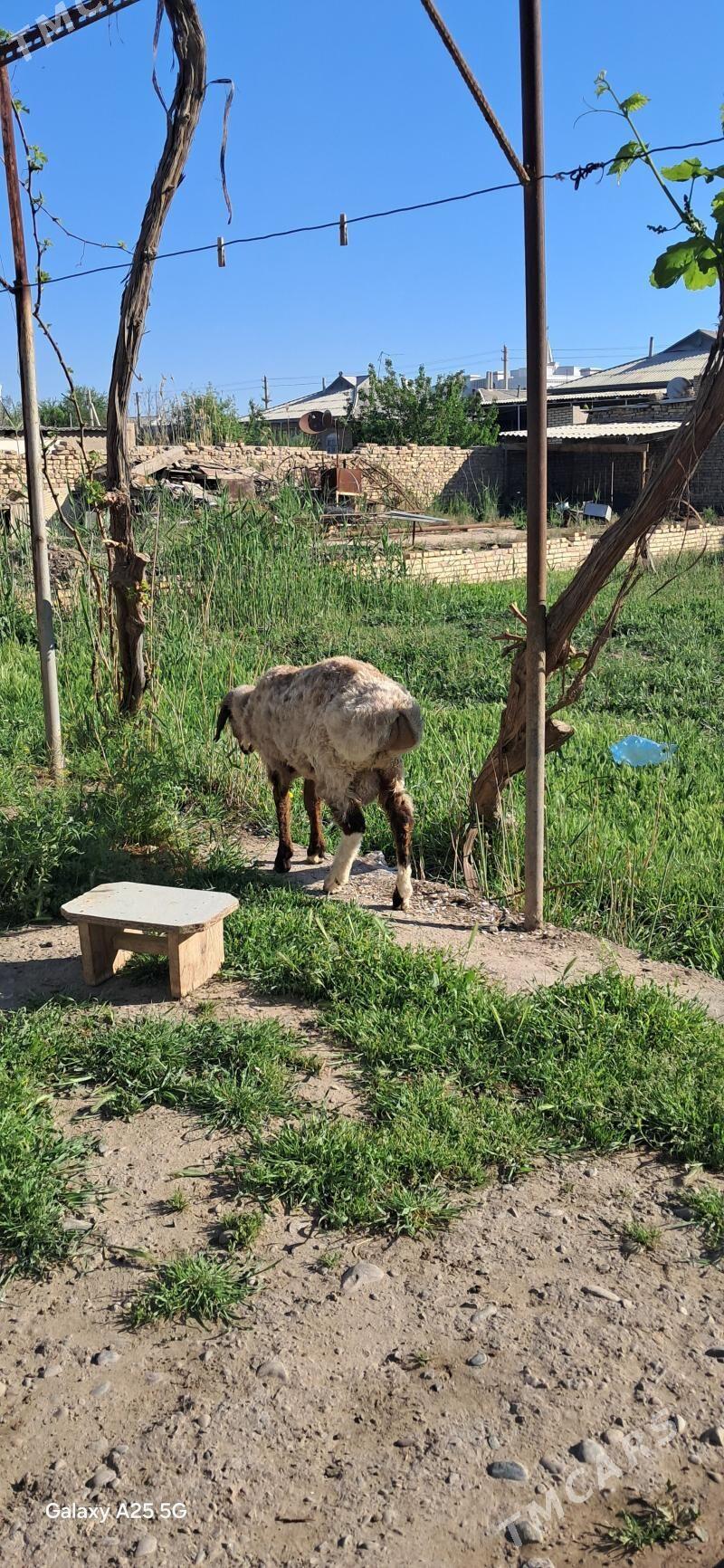 goyyn goc - Мары - img 1