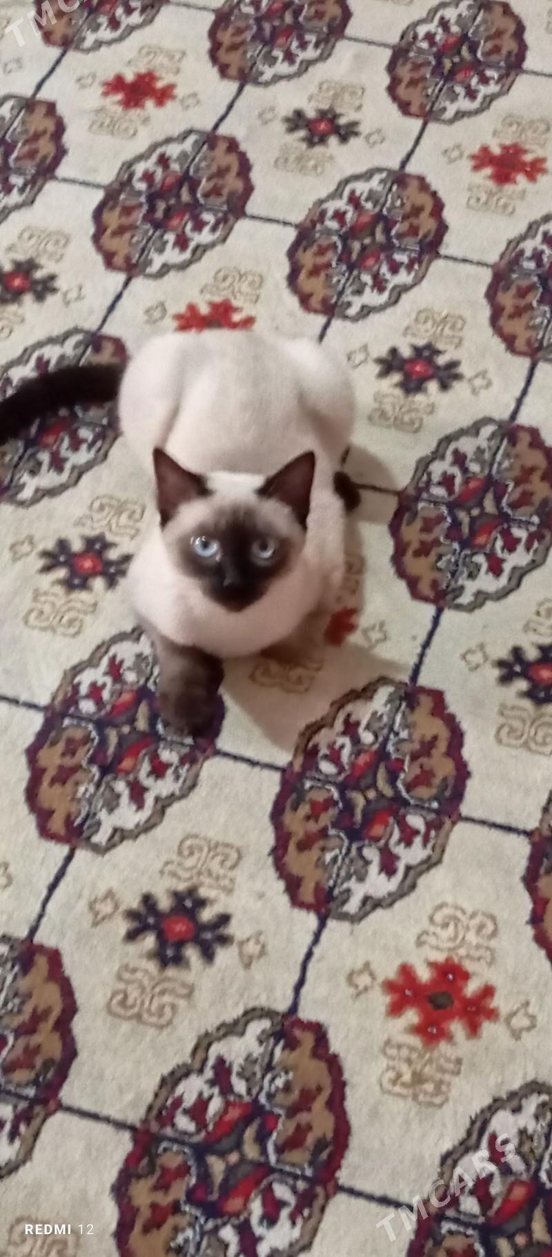 PİŞİK сиямская кошка - Baýramaly - img 1