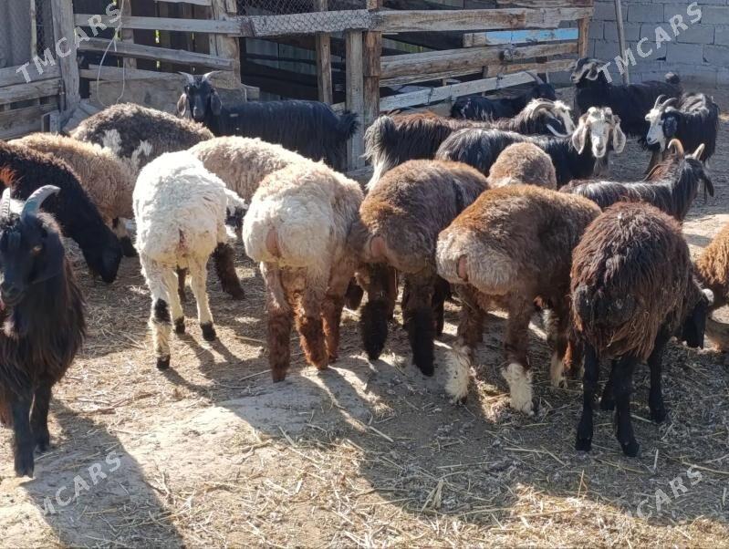 Goyun geci - Багир - img 1