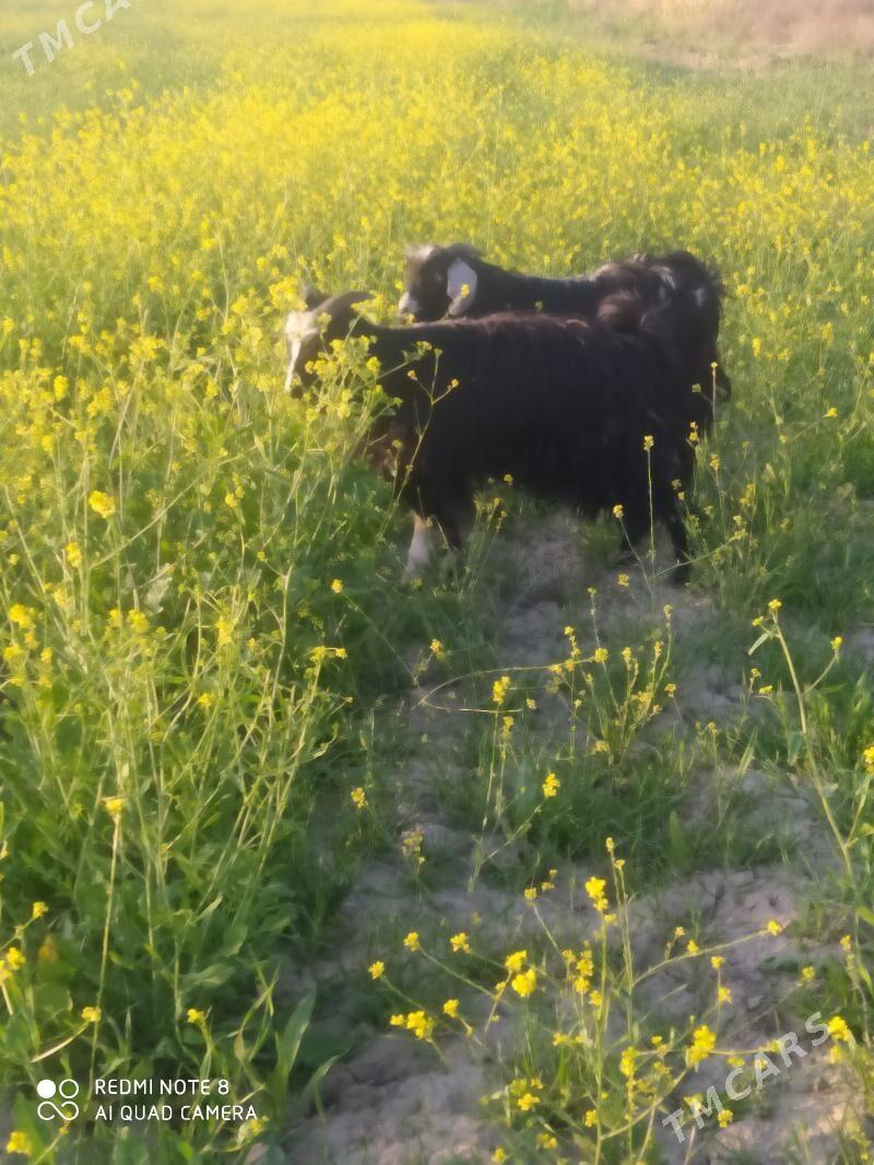 dog - Гёкдепе - img 1