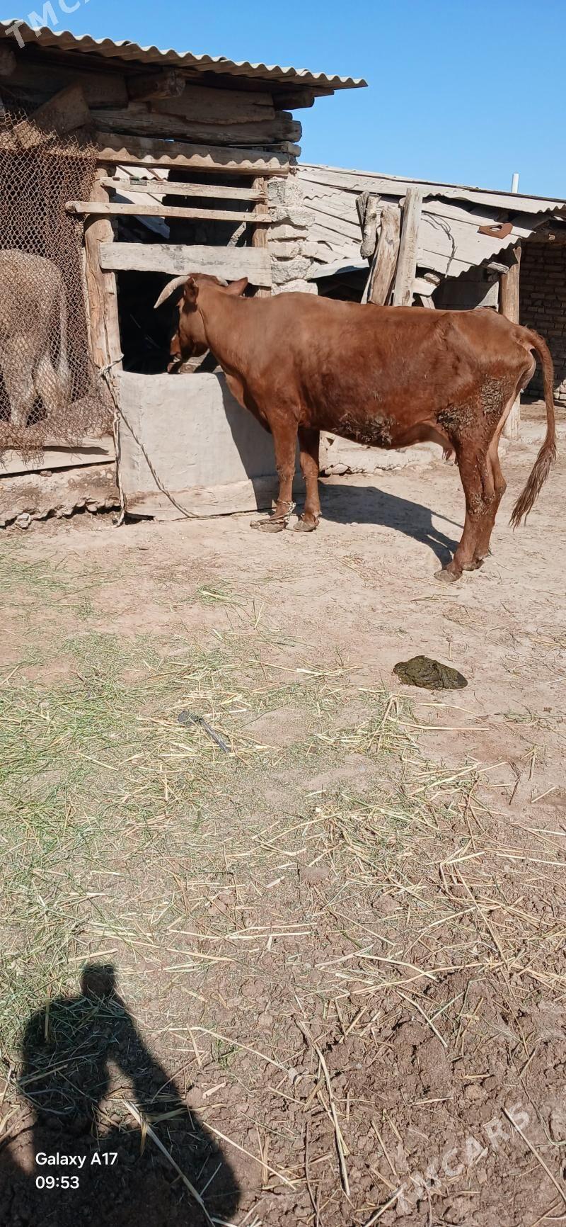 goleli sygyr - Kaka - img 1