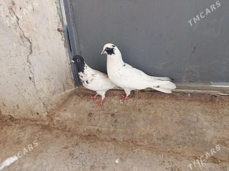 kepderi. - Гызыларбат - img 1