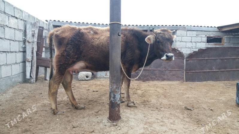 Tanaly Sygyr - Esenguly - img 1