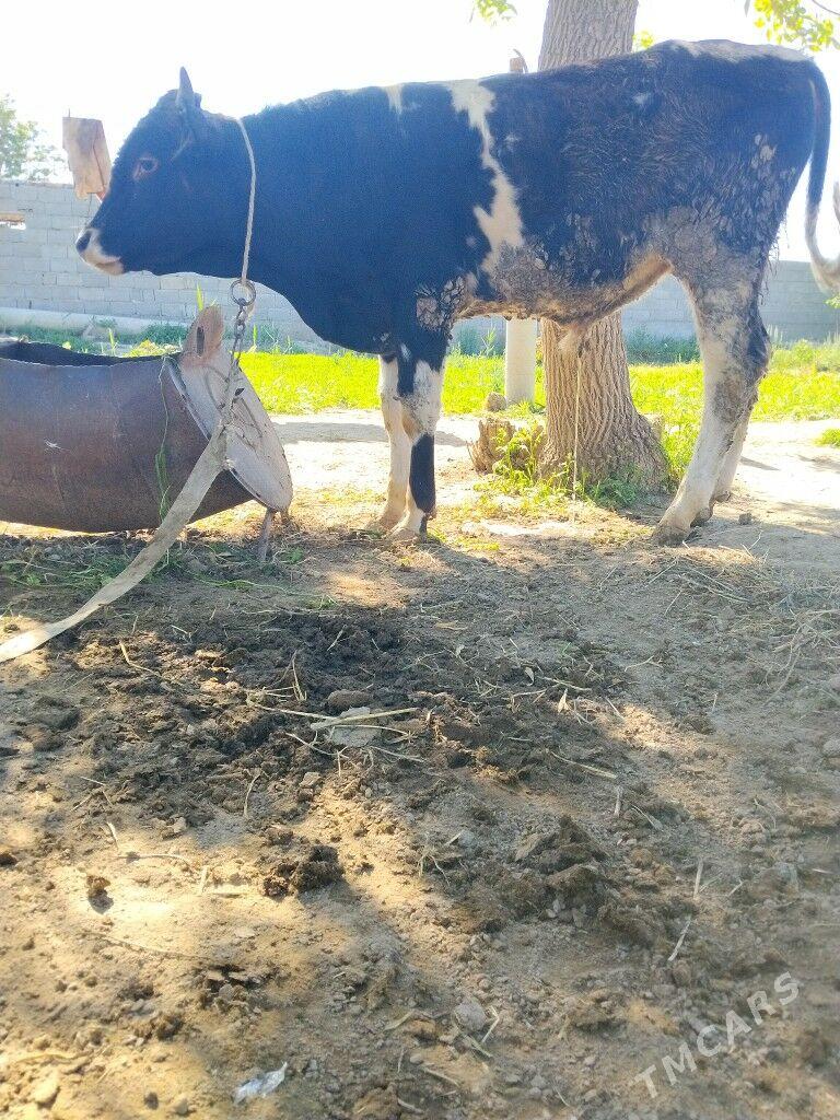 окуз - Бахарден - img 1