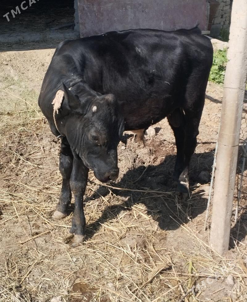 Arassa Galişteýin - Гёкдепе - img 1