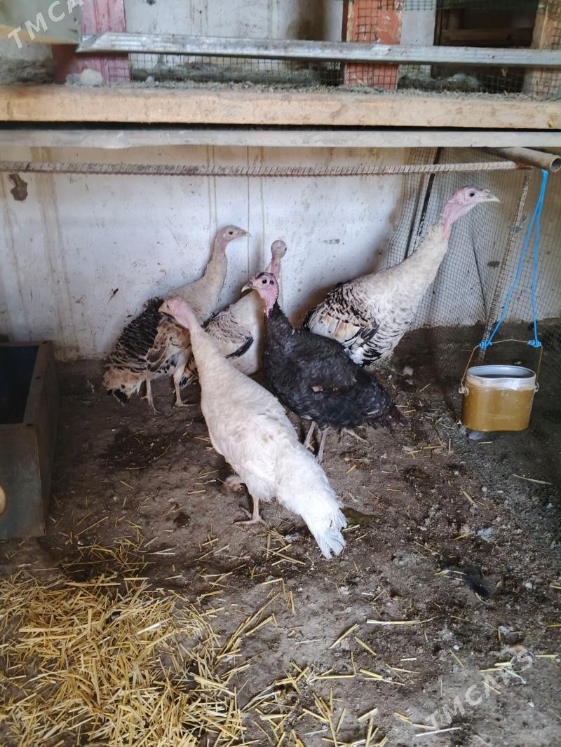 indug - Дашогуз - img 1