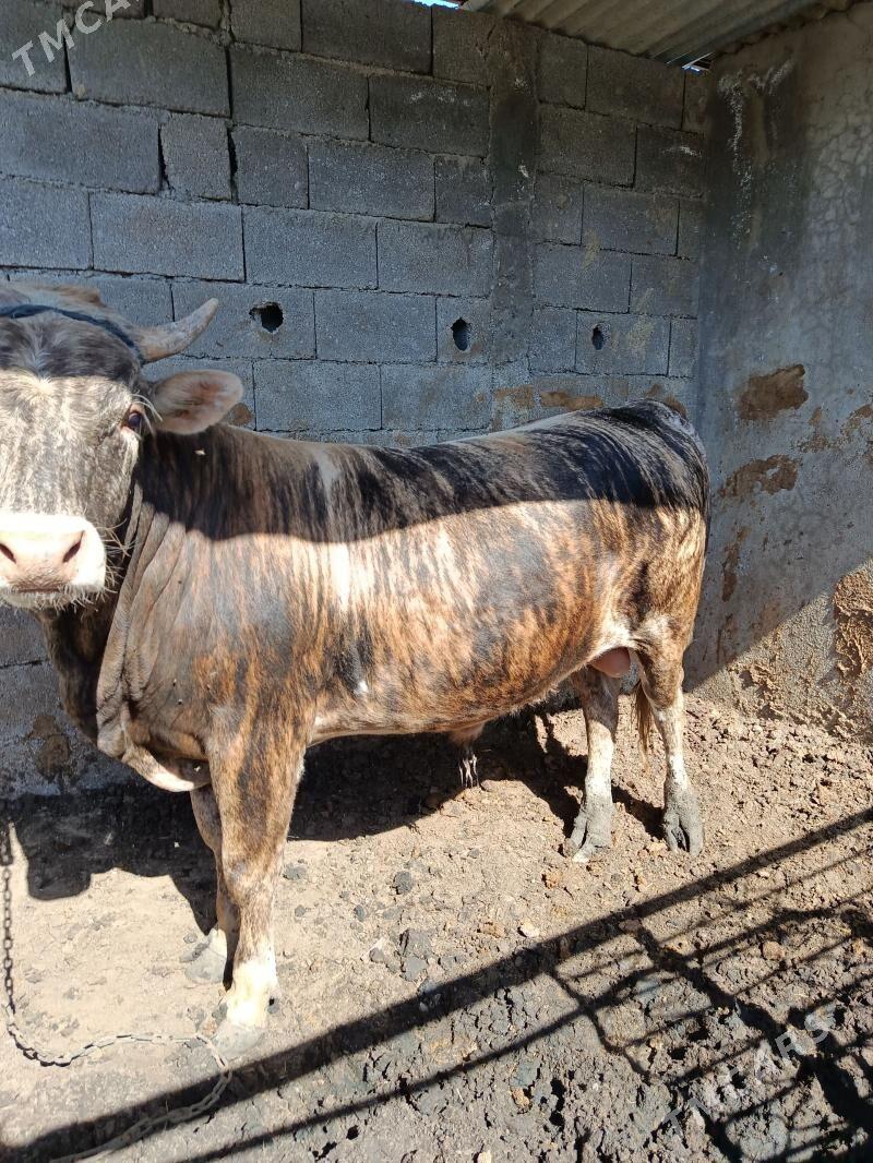 okuz 2 sany - Гёкдепе - img 1